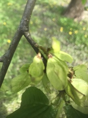 Ulmus glabra