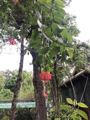 Hibiscus schizopetalus
