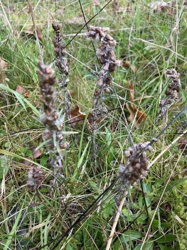 Omalotheca sylvatica observed 2026-10-20