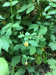Geum urbanum