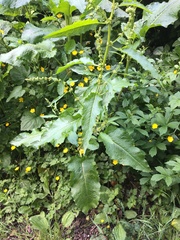 Rumex obtusifolius