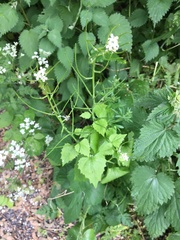 Alliaria petiolata