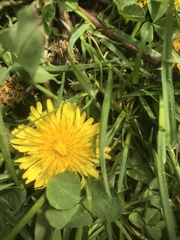 Taraxacum