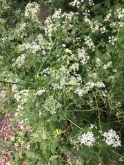Anthriscus sylvestris