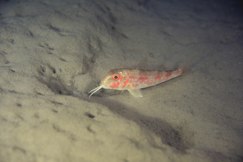Red Mullet