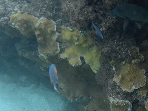 Chromis vanderbilti observed 2026-10-19