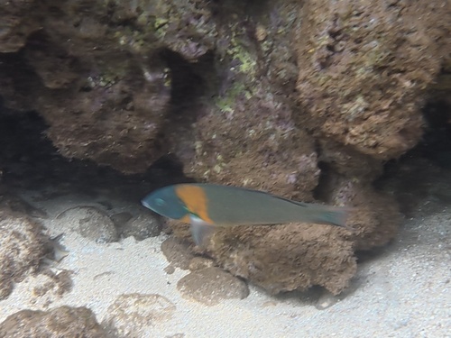 Thalassoma duperrey observed 2026-10-19