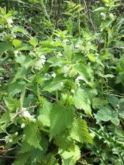 Lamium album