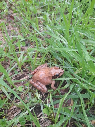 Agile Frog