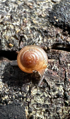 Liardetia observed 2026-10-20