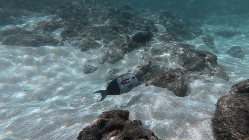Acanthurus olivaceus observed 2026-10-19