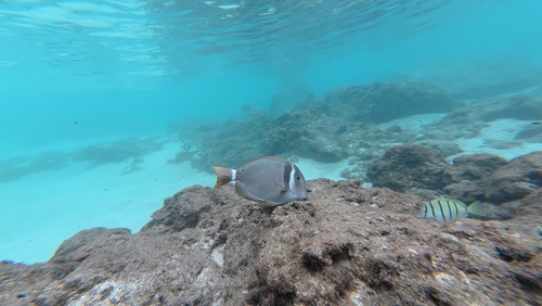 Acanthurus leucopareius observed 2026-10-19