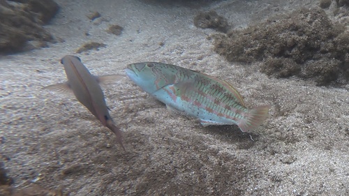 Thalassoma purpureum observed 2026-10-19