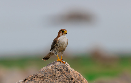iNaturalist image