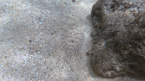 Bothus pantherinus observed 2026-10-19