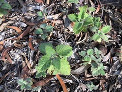 Coleus habrophyllus