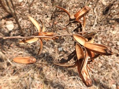 Cedrela salvadorensis