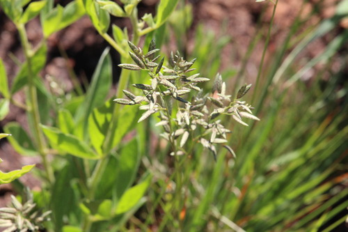 Eragrostis racemosa observed 2026-10-20