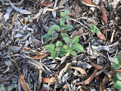 Coleus habrophyllus