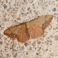 Idaea ostrinaria
