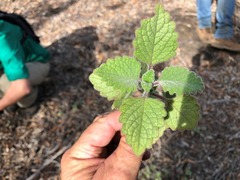 Coleus habrophyllus