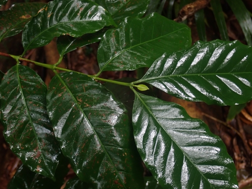 Coffea arabica observed 2026-10-20