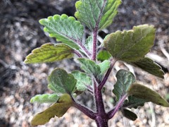 Coleus habrophyllus