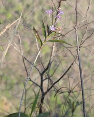 Epidendrum myrianthum