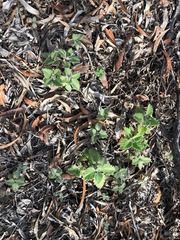 Coleus habrophyllus