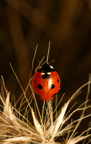 Seven-spotted Lady Beetle