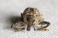 Episcirrus brachialis