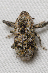 Episcirrus brachialis