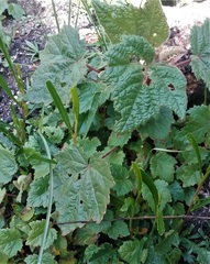 Commersonia dasyphylla