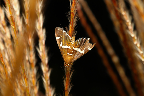 Hawaiian Beet Webworm Moth