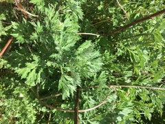 Artemisia vulgaris