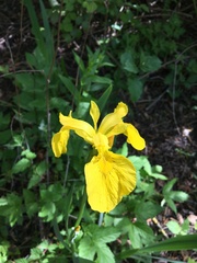 Iris pseudacorus