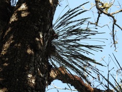 Isochilus carnosiflorus