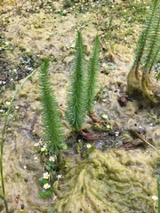 Hippuris vulgaris