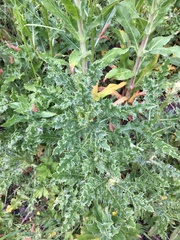 Cirsium arvense