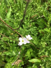 Cardamine pratensis