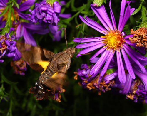 Himalayan Hummingbird Hawkmoth