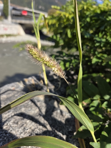 Green Bristle Grass
