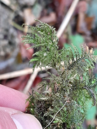 Thamnobryum alopecurum observed 2026-10-20