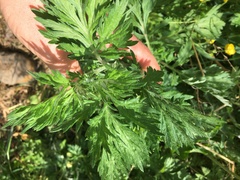 Artemisia vulgaris