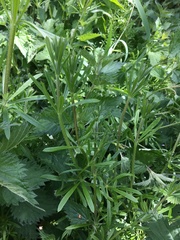 Galium aparine