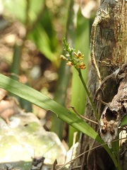 Prosthechea maculosa
