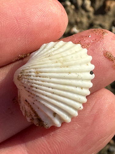 Acanthocardia tuberculata observed 2026-10-20