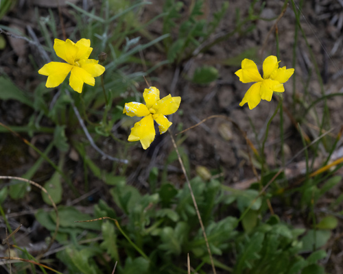 Goodenia pinnatifida observed 2026-10-18