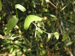 Passiflora biflora