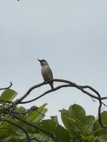 iNaturalist image